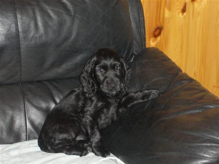 Cocker spaniel tøsen billede 1