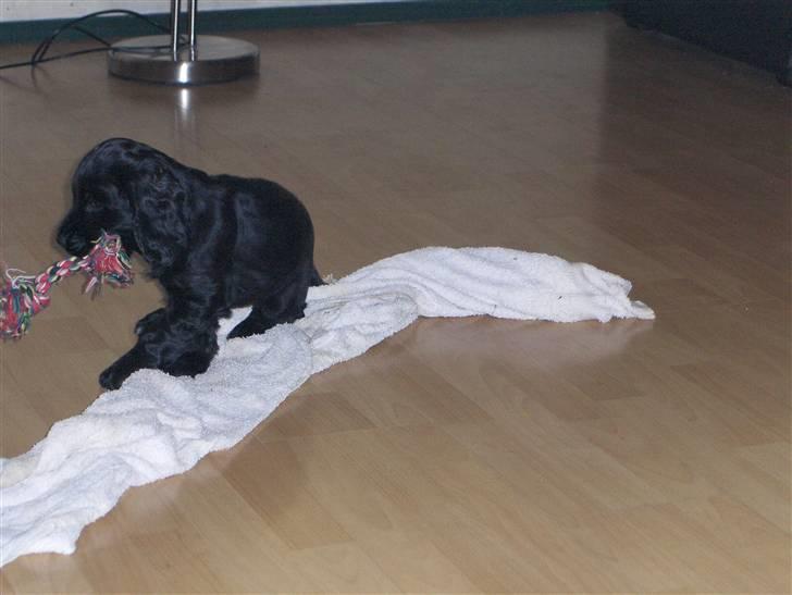 Cocker spaniel tøsen billede 2