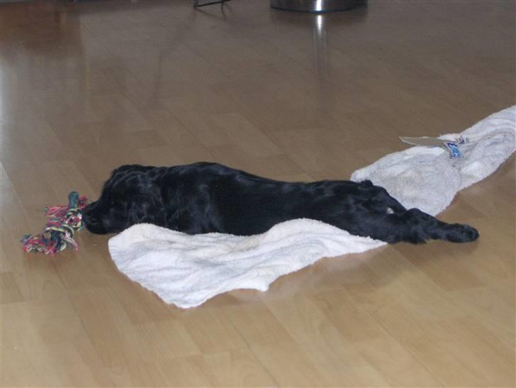 Cocker spaniel tøsen billede 3