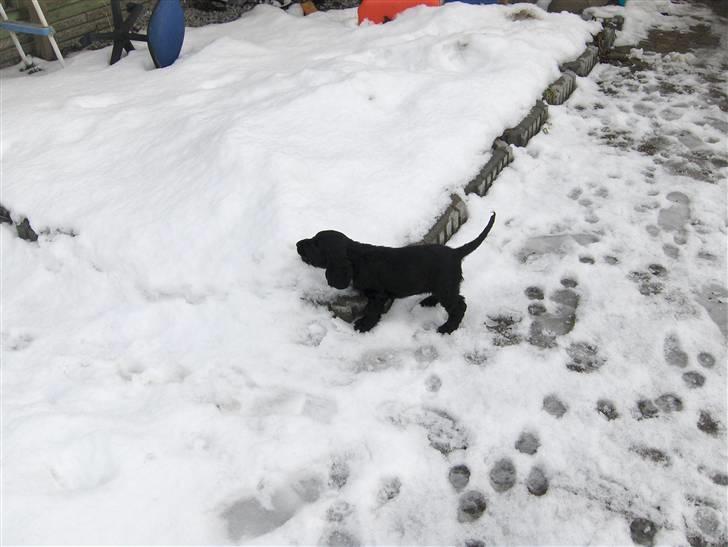 Cocker spaniel tøsen billede 4