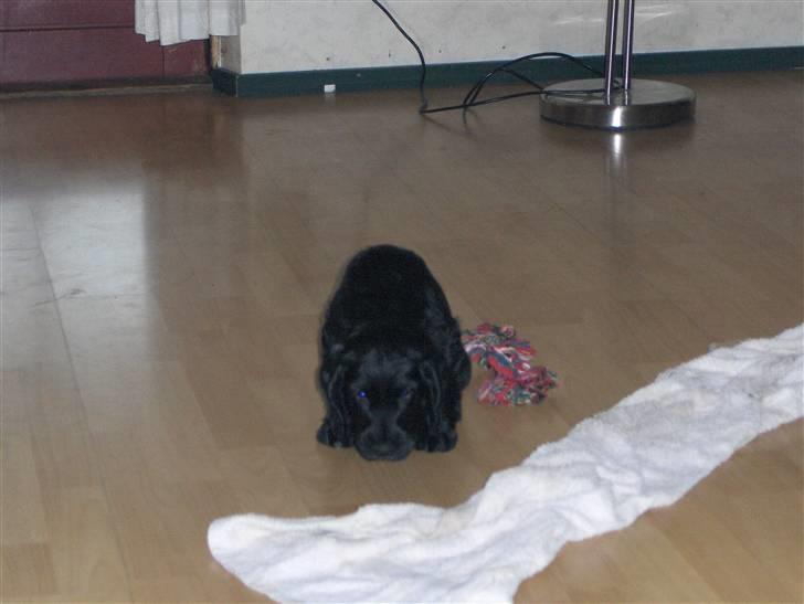 Cocker spaniel tøsen billede 6