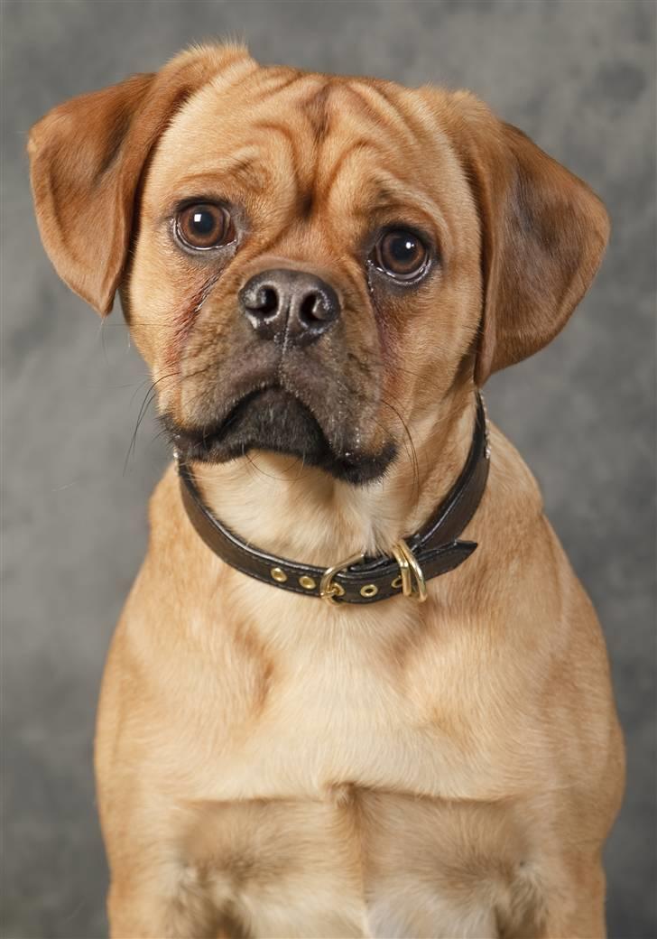 Blanding af racer Louis - Smukke, smukke Louis. Fotograferet af TosaFoto til Danmarks sødeste kæledyr. billede 14