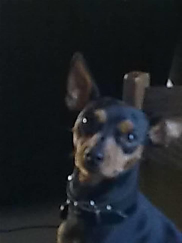 Dvaergpinscher trunte  - hvad er der billede 1