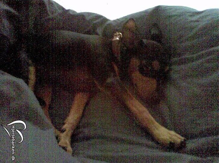 Dvaergpinscher trunte  - kan jeg ikk få lov til og slappe af billede 2