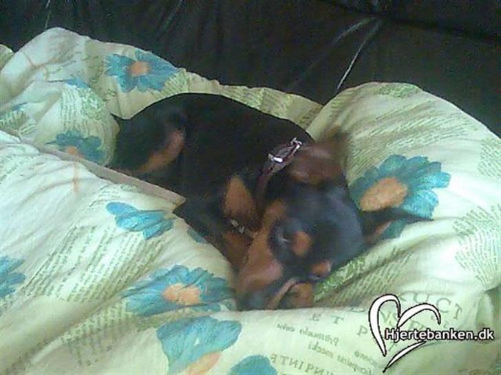Dvaergpinscher trunte  billede 3