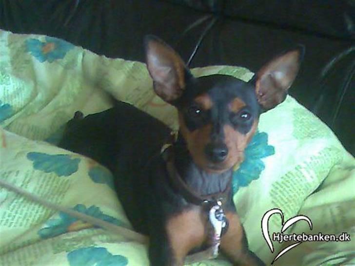 Dvaergpinscher trunte  billede 4