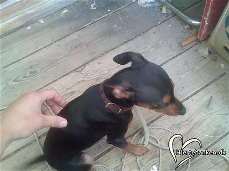 Dvaergpinscher trunte  billede 5