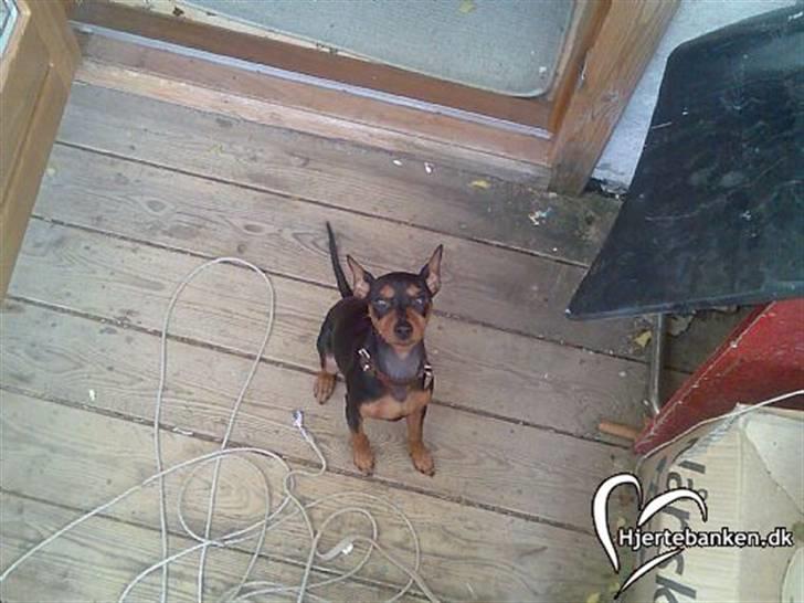 Dvaergpinscher trunte  - hvad glor du på billede 6