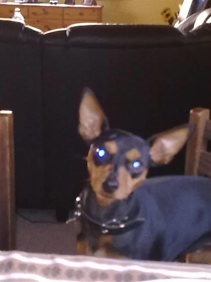 Dvaergpinscher trunte  billede 7