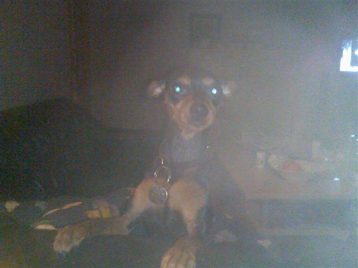 Dvaergpinscher trunte  - jeg er farlig billede 8
