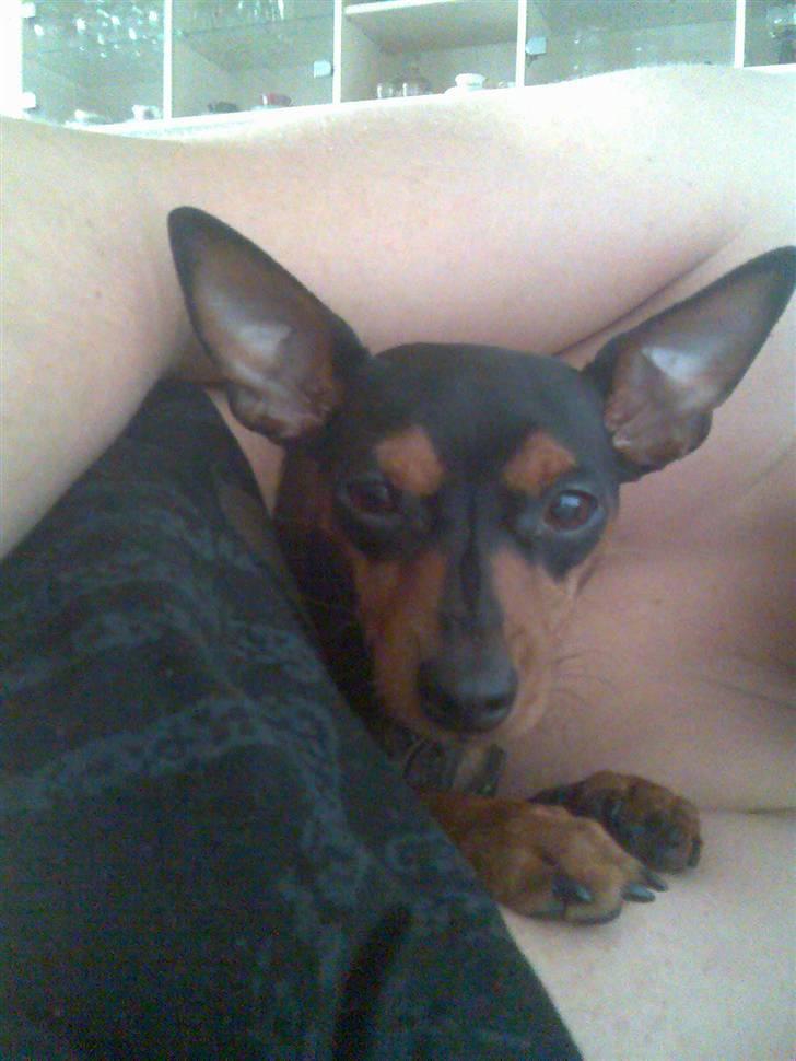 Dvaergpinscher trunte  billede 9