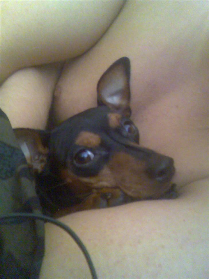 Dvaergpinscher trunte  - her kan jeg vist lige putte billede 10