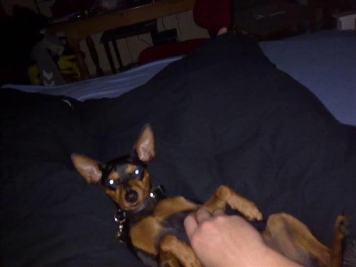 Dvaergpinscher trunte  billede 11