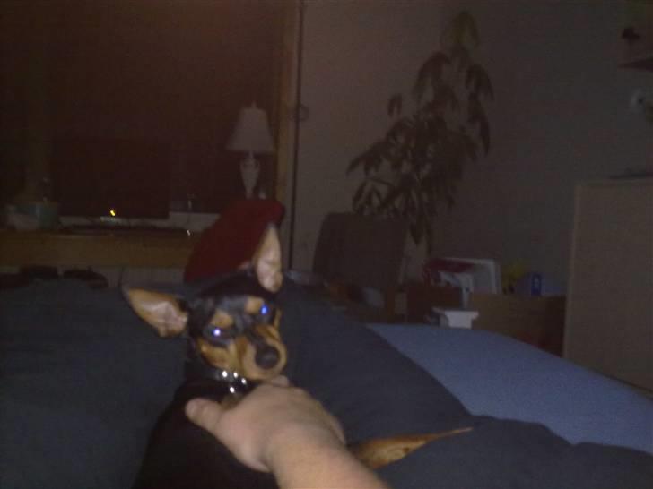 Dvaergpinscher trunte  billede 12