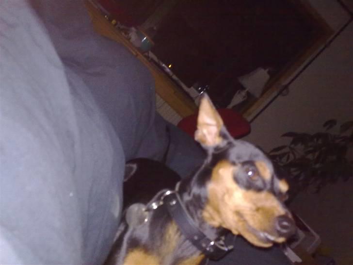 Dvaergpinscher trunte  billede 13