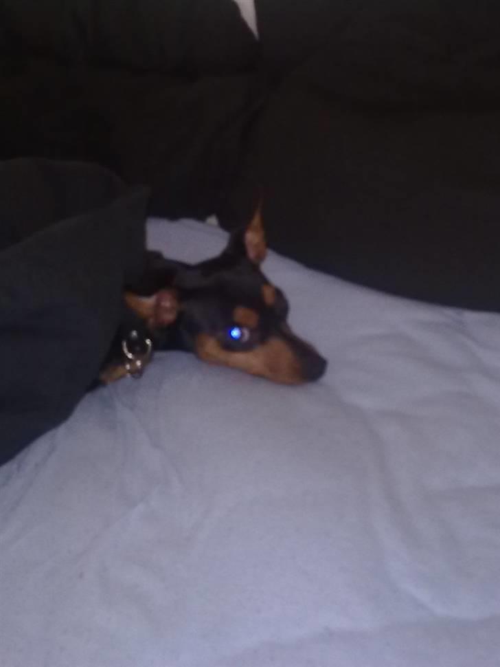 Dvaergpinscher trunte  billede 14