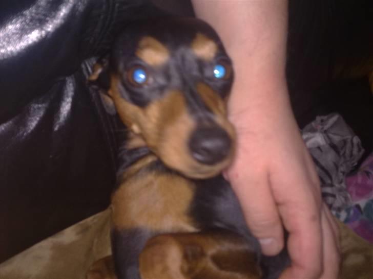 Dvaergpinscher trunte  billede 15