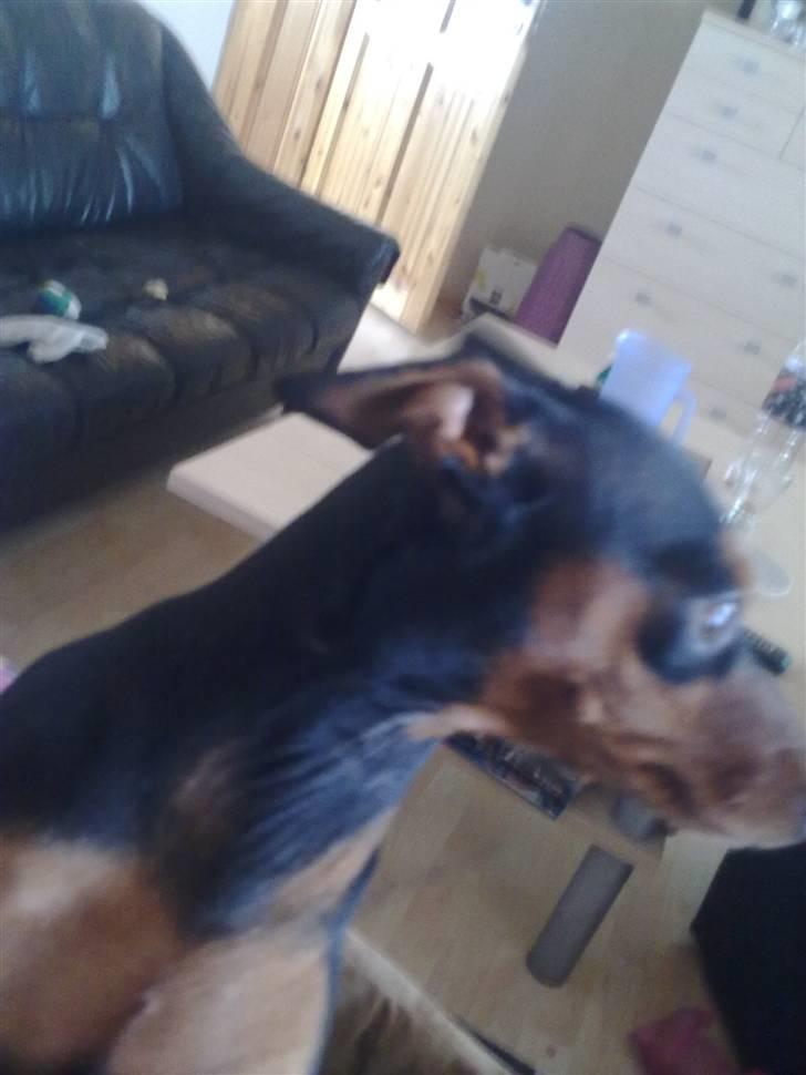 Dvaergpinscher trunte  billede 16