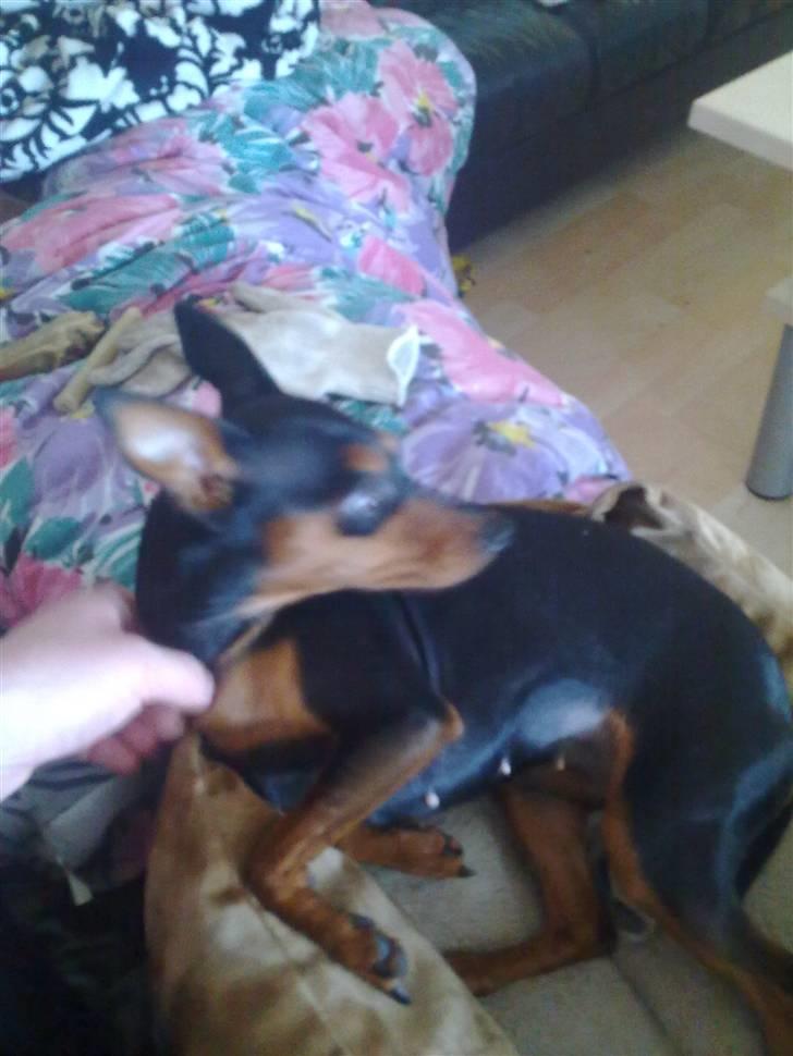 Dvaergpinscher trunte  billede 17