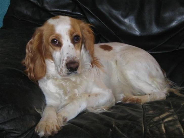 Blanding af racer Ciara - min smukke mor: Cocker Spaniel Lady billede 6