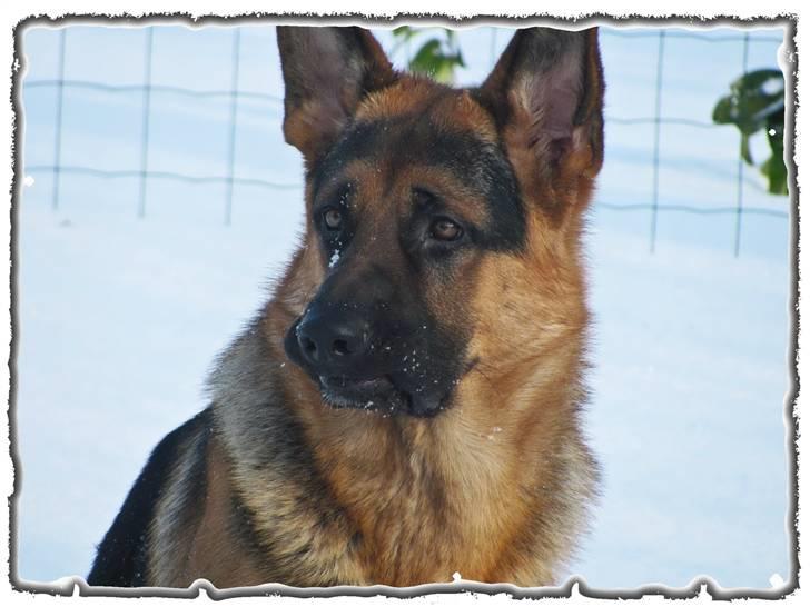 Schæferhund - "Bjarli oliver" - King billede 17