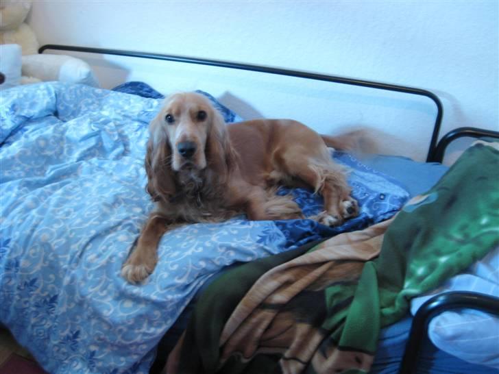 Cocker spaniel basse billede 1