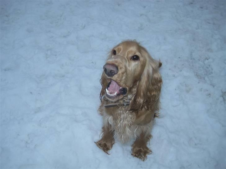 Cocker spaniel basse billede 3