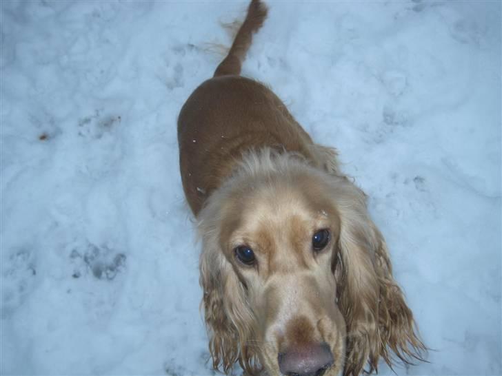 Cocker spaniel basse billede 4