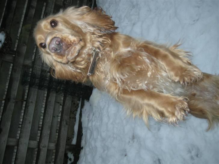 Cocker spaniel basse billede 5