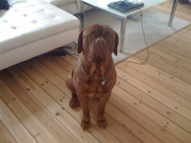 Dogue de bordeaux Ollie billede 1