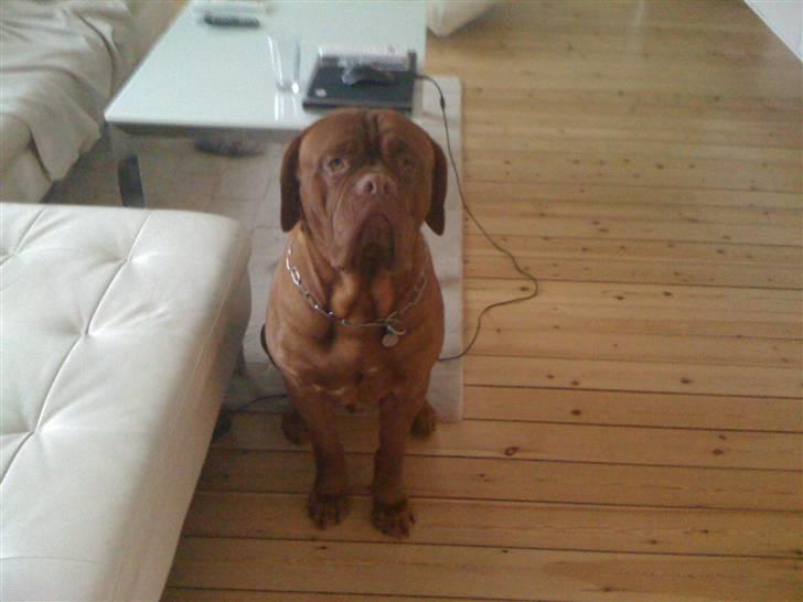 Dogue de bordeaux Ollie billede 2