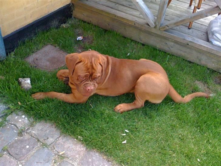 Dogue de bordeaux Ollie billede 3