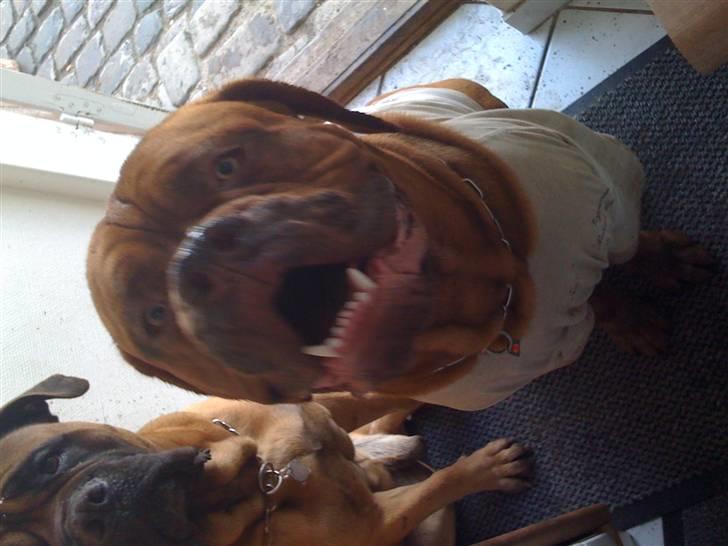 Dogue de bordeaux Ollie billede 4