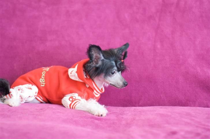 Chinese crested hårløs Jinx (Jinxie) *RIP* billede 18