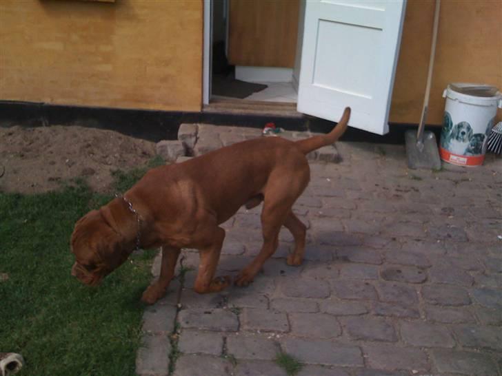 Dogue de bordeaux Ollie billede 5