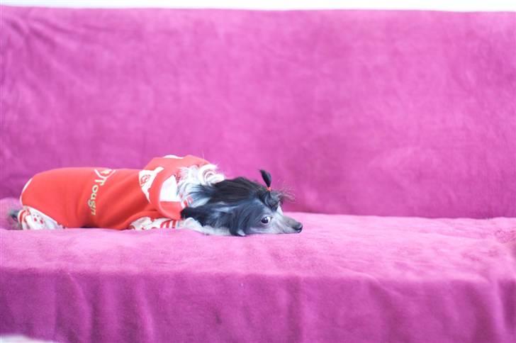 Chinese crested hårløs Jinx (Jinxie) *RIP* billede 19