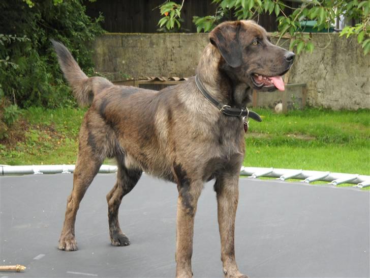 Blanding af racer Bruno - 1. billede 2