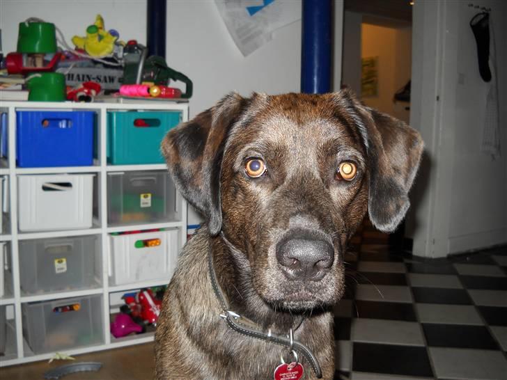 Blanding af racer Bruno billede 3