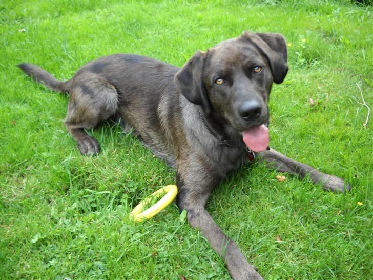 Blanding af racer Bruno billede 4