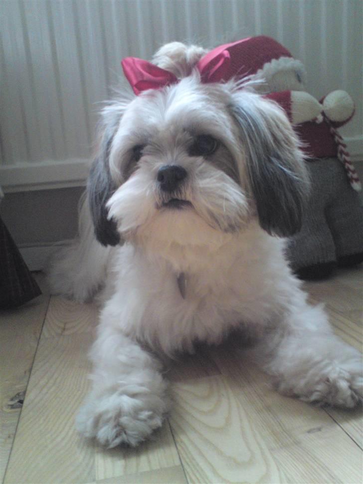 Lhasa apso Fillipa - havde fået sløjfe i, i anledningen af min 2 års fødselsdag d. 23/12-09 billede 16