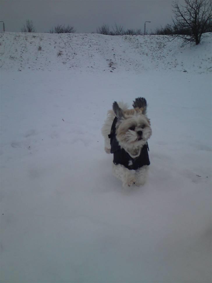 Lhasa apso Fillipa - Juuuubiii.. Jeg eeeelsker bare sne....  billede 17