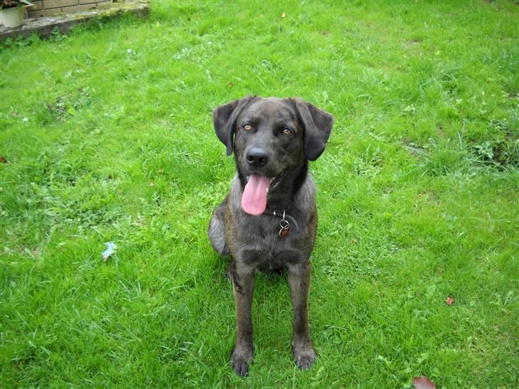 Blanding af racer Bruno billede 5