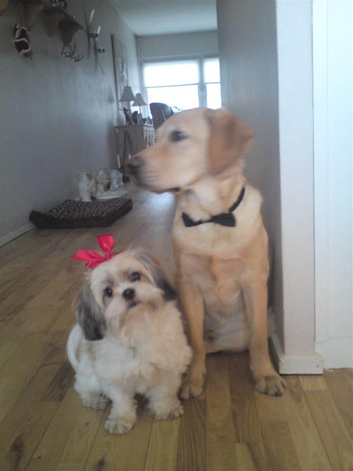 Lhasa apso Fillipa - Min "fætter" og jeg til juleaften hos mormor.. er vi ikke fine ?? :) billede 18