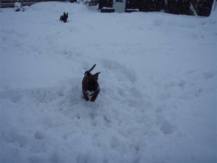 Boxer hearts of hope / Karla - 11 uger gammel og kan nu nyde sneen  billede 11