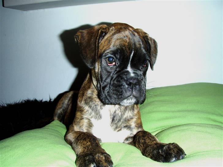 Boxer hearts of hope / Karla - Karla 10 uger billede 12