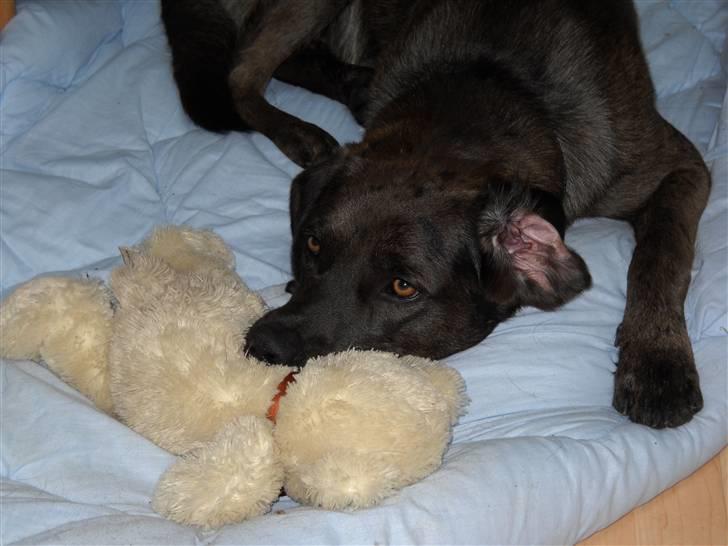 Blanding af racer Bruno billede 6