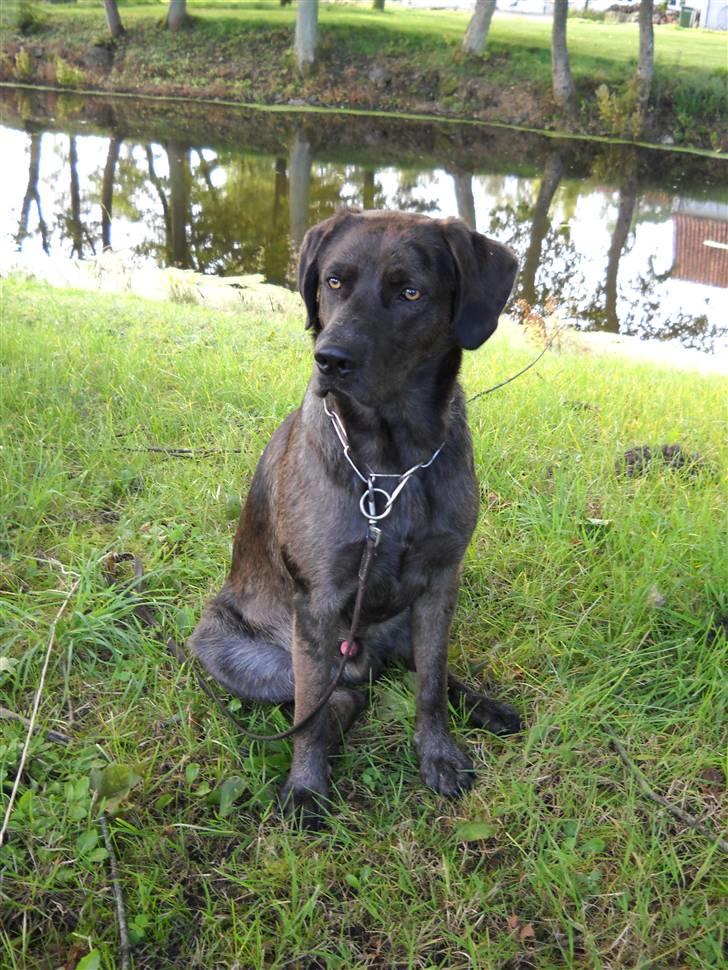 Blanding af racer Bruno billede 7