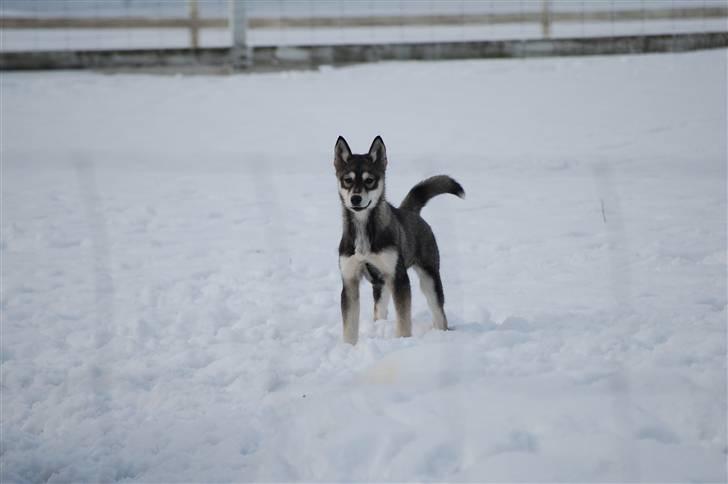 Siberian husky Liva - Liva 4 mdr gammel billede 6