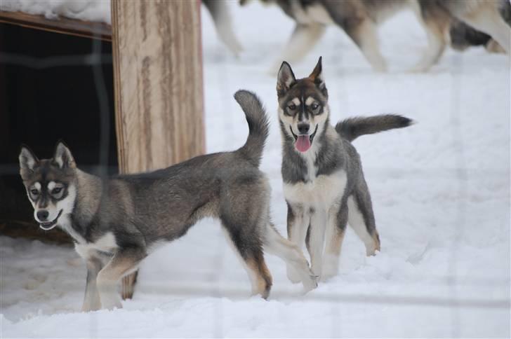 Siberian husky Liva - Liva med sin søster Luna 4 mdr gamle billede 7
