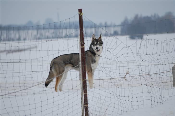 Siberian husky apissorq hansa of edwin - Amik 8 mdr gammel billede 11